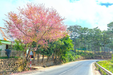 Wall Mural - Cherry blossom along suburban street leading into the village in the countryside plateau welcome spring