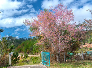 Wall Mural - Apricot cherry tree blossom next to the fence in front of the country houses in the highlands of Vietnam