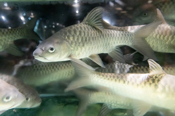 Empurau fish, exotic and expensive freshwater fish in restaurant aquarium