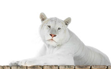 Albino Tigress Lying With White Background