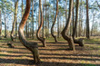 The crooked forest Krzywy Las near Gryfino in Poland