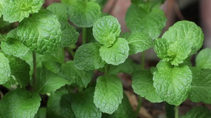 Wall Mural - Mint plant . Closeup fresh mint leaf background. Growing organic mint close up.