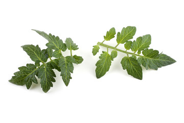 Wall Mural - Tomato leaves isolated on white
