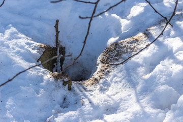 Poster - Fox hole in snowy rocks. Natural scene from Wisconsin.