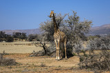 Fototapeta Sawanna - African Giraffe (Giraffa camelopardalis) in South Africa. The giraffe is the tallest land mammal in the world. Giraffes are herbivores, eating leaves off trees.