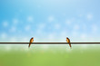 Two swallows hold on wire. background green and blue color with bokeh