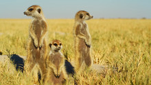 A Beautiful Meerkat Is Watching Arround Wildlife