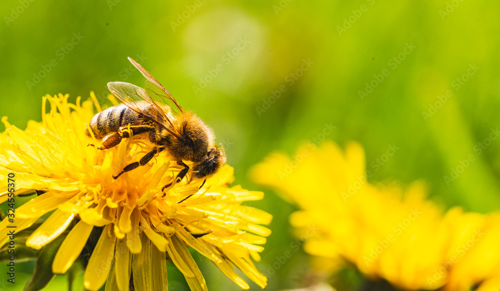 Honey bee covered with yellow pollen collecting nectar from dandelion flower. Important for environment ecology sustainability. - obrazy, fototapety, plakaty 