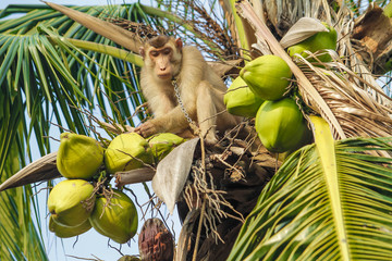 Monkey pick up a Coconut from a tree.