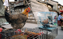 Alive Chicken At Street Market In Shanghai
