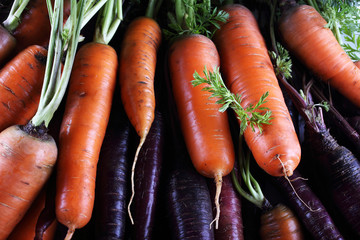 Poster - Carrots and unusual violet carrots background