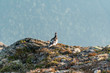 grouse standing on rocky mountain