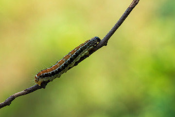 Wall Mural - A caterpillar lying on a branch