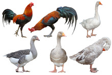 Set Animal Farm 4 Action Goose And 2 Action Fighting Cock On White Background Have Path