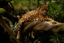  Jaguar (Panthera Onca)