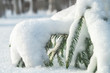 Little fir tree in snow drifts of snow. Winter spruce branches covered with fluffy snow on frosty morning in the forest