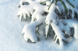 Little fir tree in snow drifts of snow. Winter spruce branches covered with fluffy snow on frosty morning in the forest