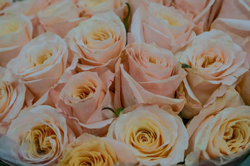  Mixed roses close-up, floral background.