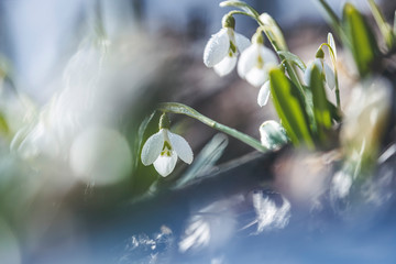 Wall Mural - tender spring flowers snowdrops harbingers of warming symbolize the arrival of spring. white bloomin