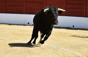 toro bravo español con grandes cuernos