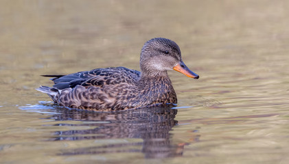 Wall Mural - Gadwall Female Swimming