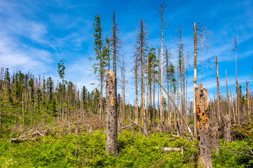 Panoramic view of Tatra Mountains with broad windfall and withered forest slopes seen from the track to Morskie Oko lake in Poland