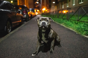 Wall Mural - Kind American Staffordshire Terrier sitting on asphalt