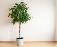 Ficus Benjamina Large Green Houseplant With Long Braided Stem