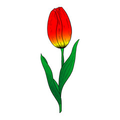 Wall Mural - Red Tulip hand drawn drawing.Stylized image of a Tulip flower.One Tulip isolated on a white background.Vector