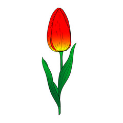 Wall Mural - Red Tulip hand drawn drawing.Stylized image of a Tulip flower.One Tulip isolated on a white background.Vector