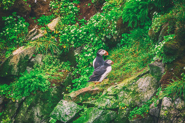 Wall Mural - Two atlantic puffins