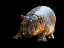 Pygmy Hippopotamus Baby In A Zoo House