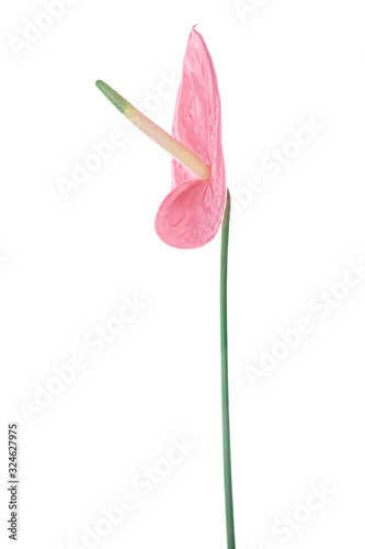 Single beautiful anthurium flower.