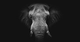 Fototapeta Zwierzęta - Elephant on black, fine art B&W 