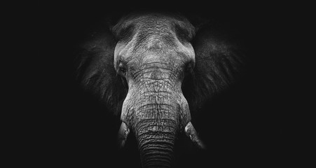 elephant on black, fine art b&w