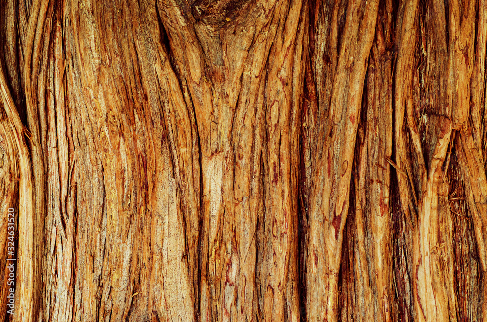 Tree Texture Smooth Tree surface texture Stock Photo | Adobe Stock