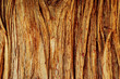 Tree surface texture