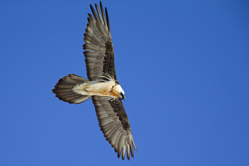 Wall Mural - An adult Bearded vulture soaring at high altitude infront of a blue sky in the Swiss Alps.