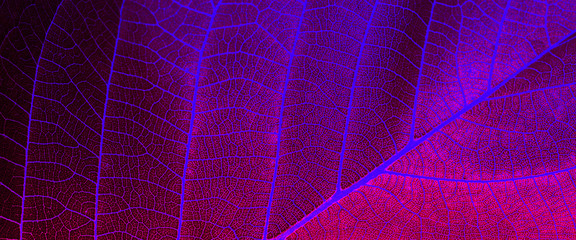 Leaf macro abstract background. Saturated pink and blue color.