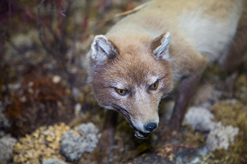 Wall Mural - Portrait of a beautiful fluffy predator, the kit Fox, or swift Fox, dwarf (lat. Vulpes velox) on the background of moss grass, stuffed. Animals, fur farming, valuable furs.