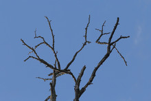 Dry Branches Of Tree Against Blue Sky