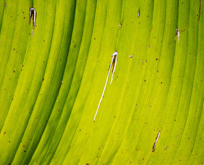 Green sunny palm tree leaf with holes texture