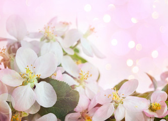 Wall Mural - Apple blossoms against soft pink background