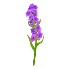 Poster - Lavender plant icon. Cartoon of lavender plant vector icon for web design isolated on white background