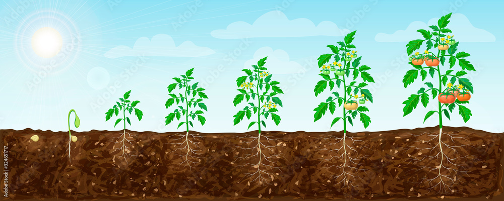 tomato plant growth stages from seed to flowering and ripening. illustration of tomato feld and life cycle of healthy tomatoes plants with underground roots system in nature. organic gardening - obrazy, fototapety, plakaty 