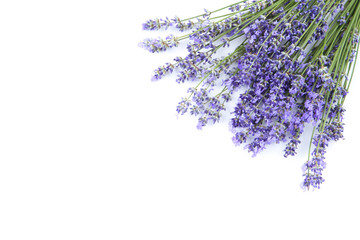 Wall Mural - Lavender flowers isolated on white background