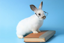White Rabbit Wearing Glasses With A Book On A Blue Background, Cute Bunny Studying And Reading A Book, Pet Education And Animal Training Concept