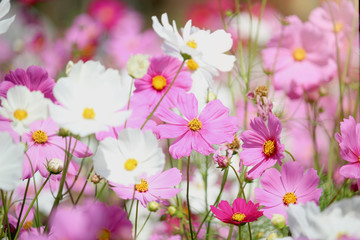 pink and white cosmos flower blooming cosmos flower field, beautiful vivid natural summer garden out
