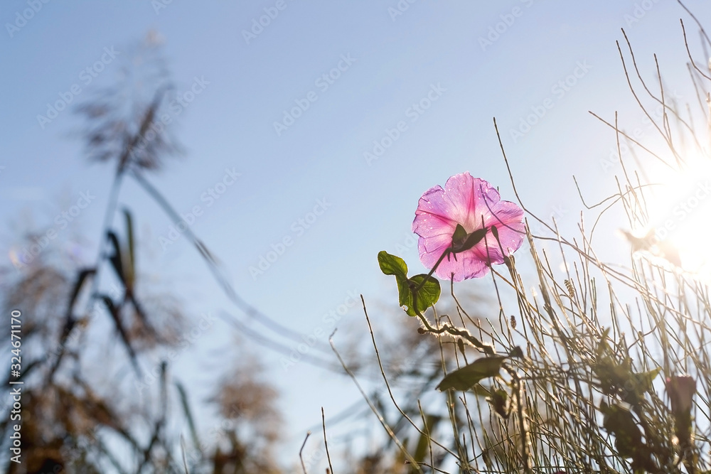 Pink wildflower illuminated by sunlight. Selective focus. - obrazy, fototapety, plakaty 