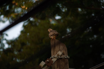 bird posing on a black cable